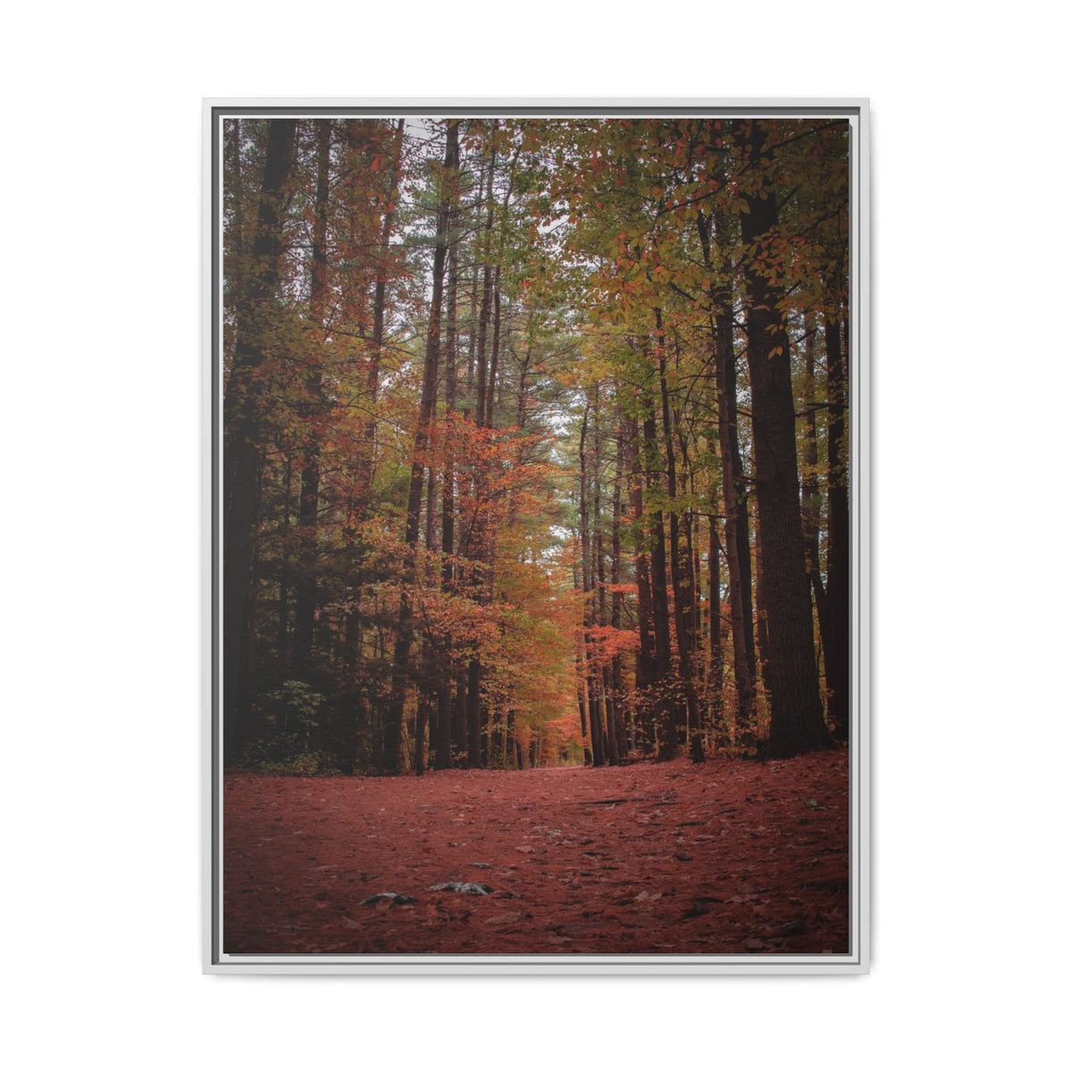 Autumn Forest Wall Art