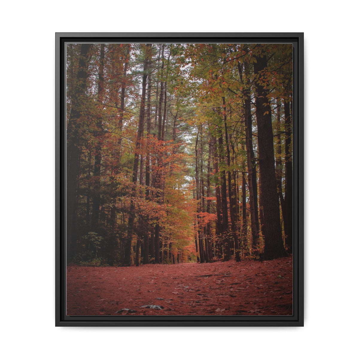 Autumn Forest Wall Art