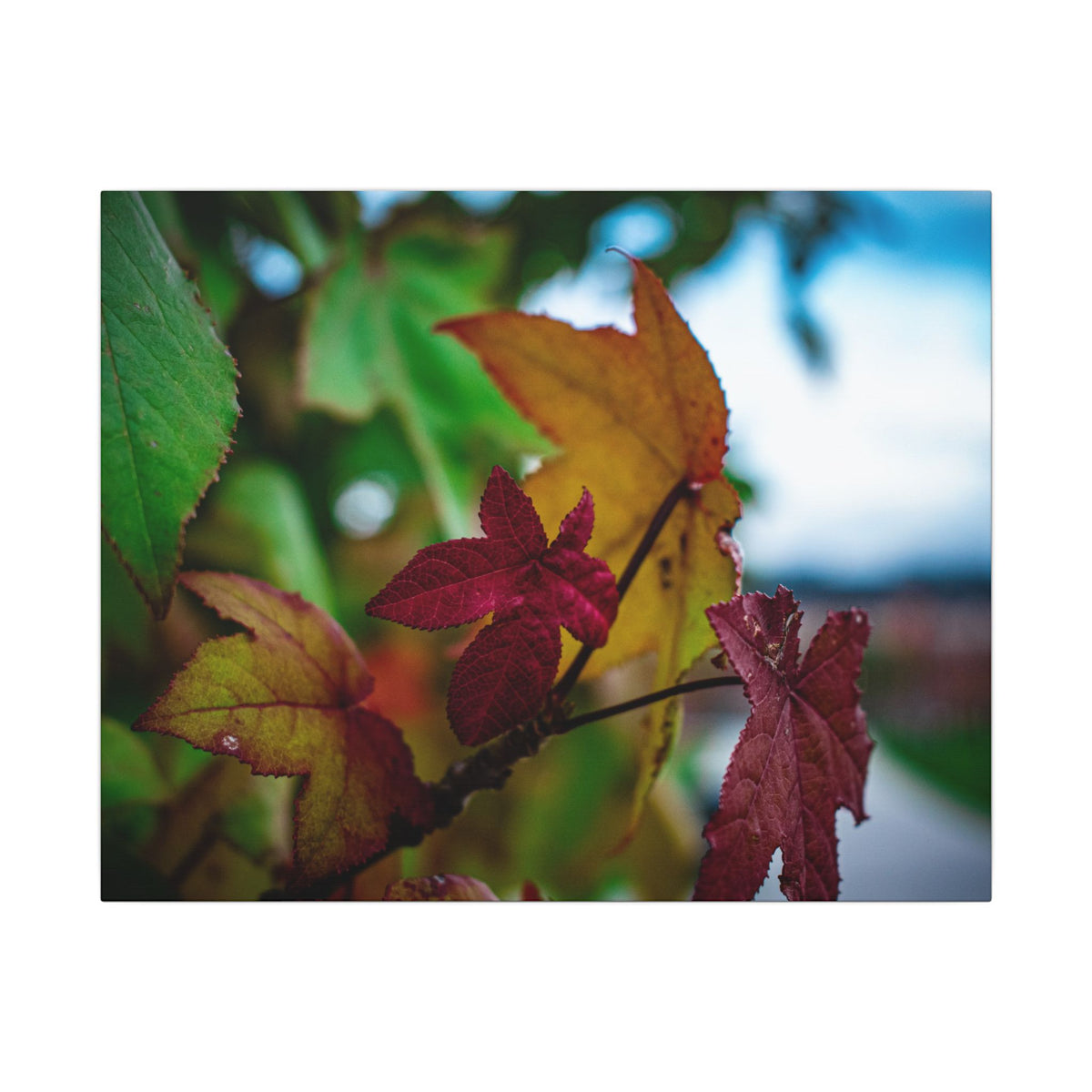 Collecting Colors- Matte Canvas Wall Art