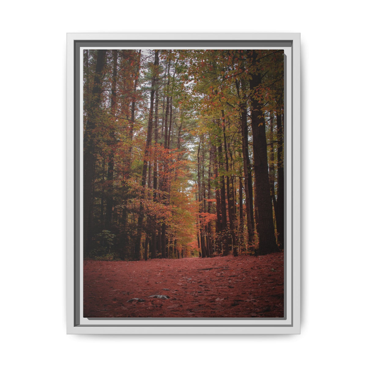 Autumn Forest Wall Art