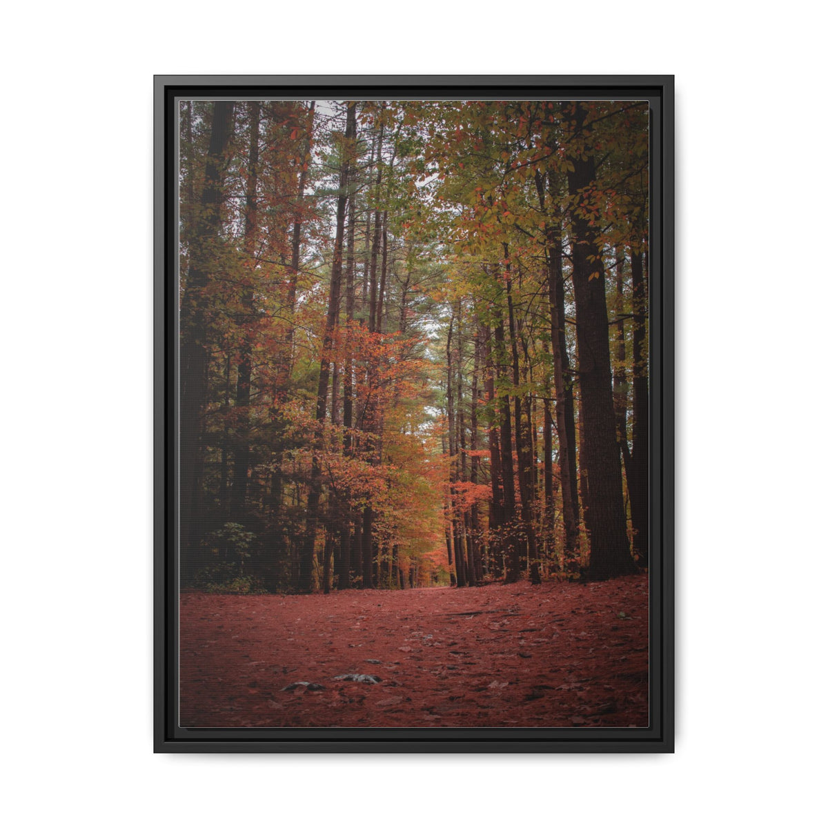 Autumn Forest Wall Art