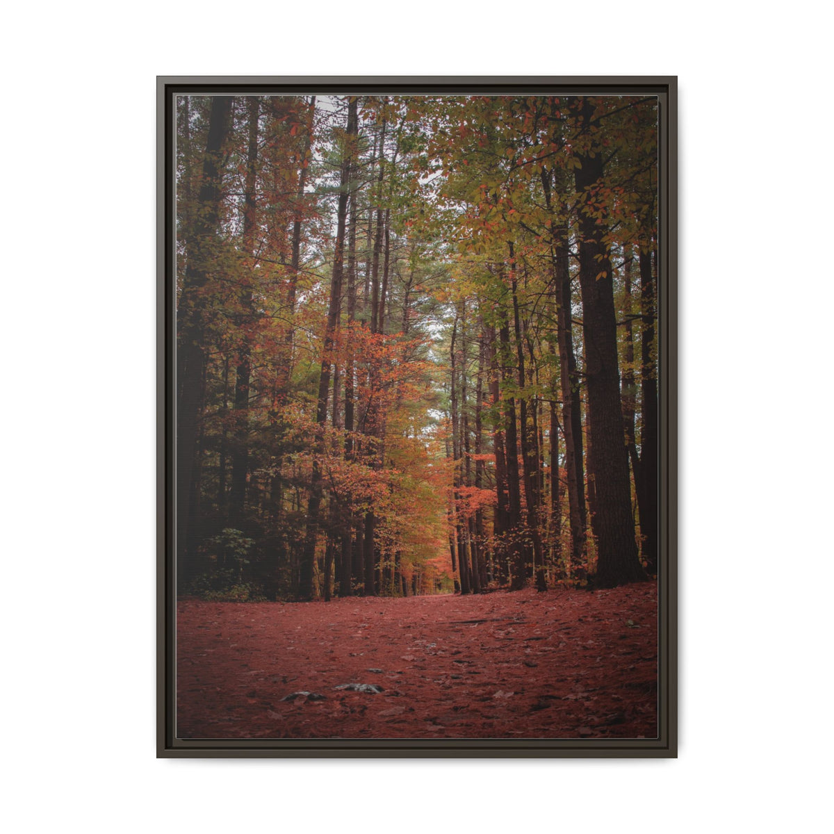 Autumn Forest Wall Art