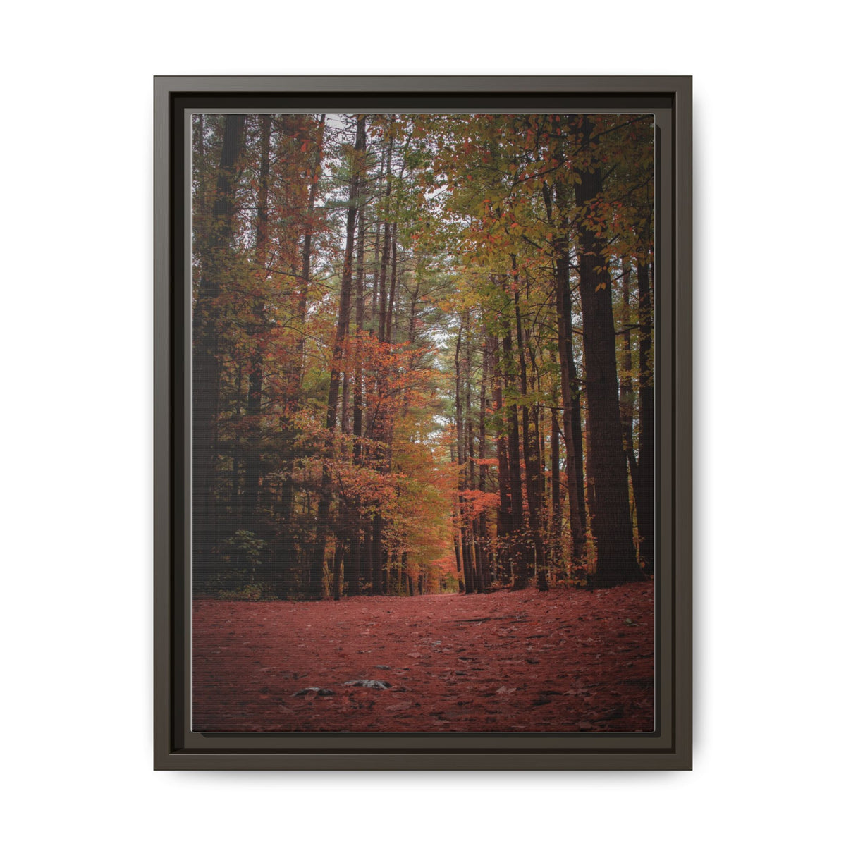Autumn Forest Wall Art