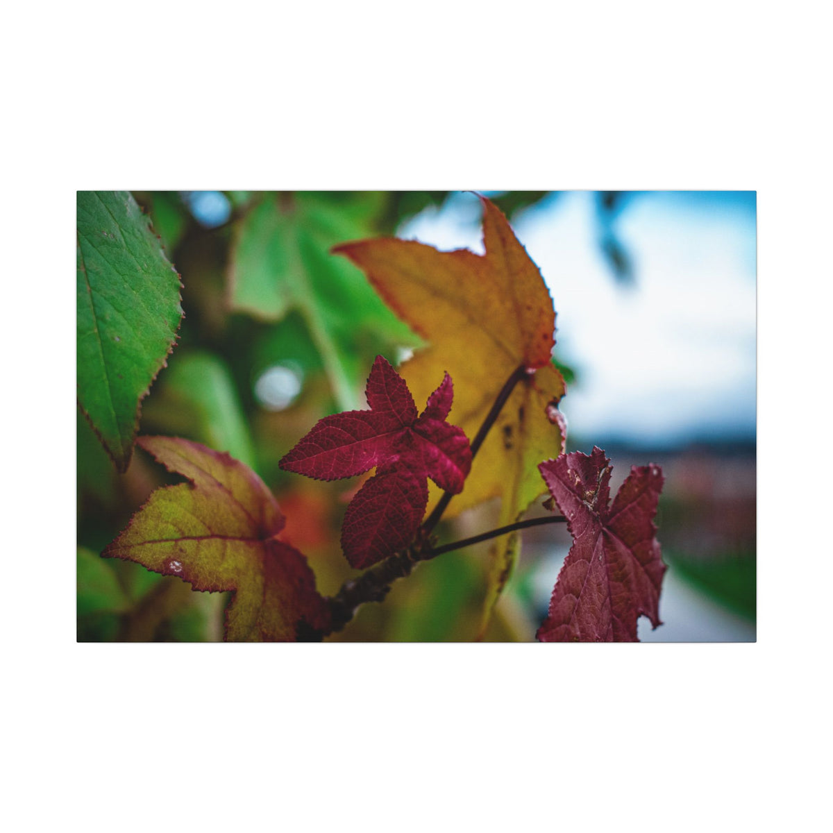 Collecting Colors- Matte Canvas Wall Art