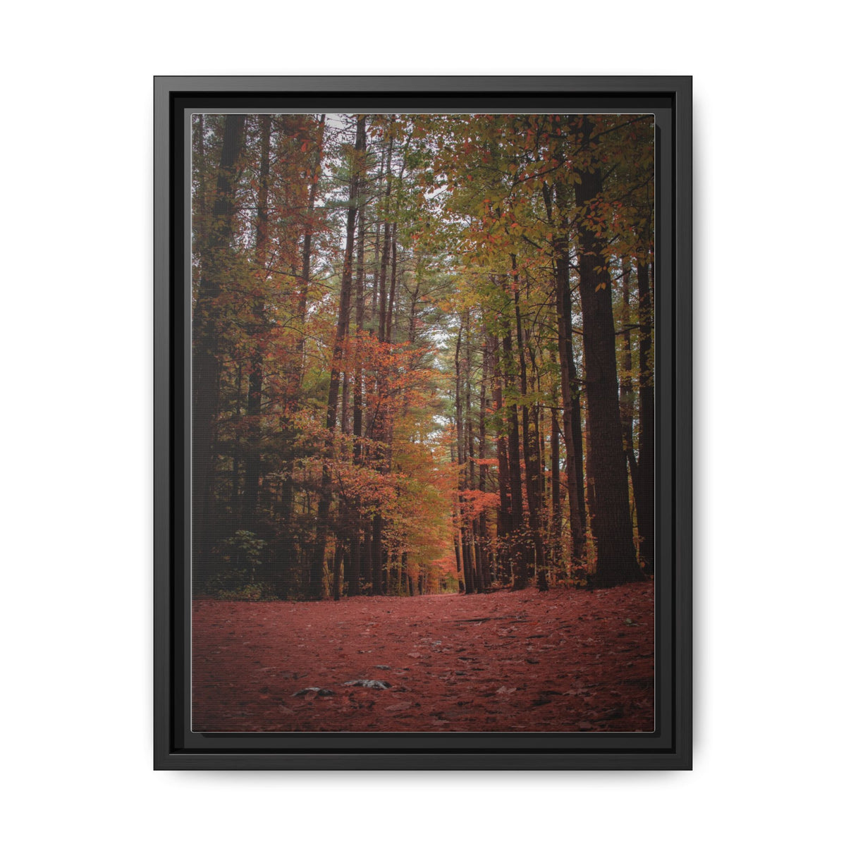 Autumn Forest Wall Art