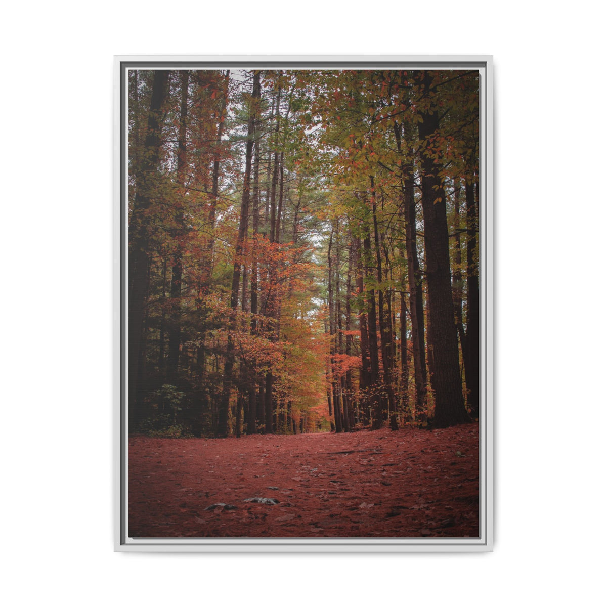 Autumn Forest Wall Art