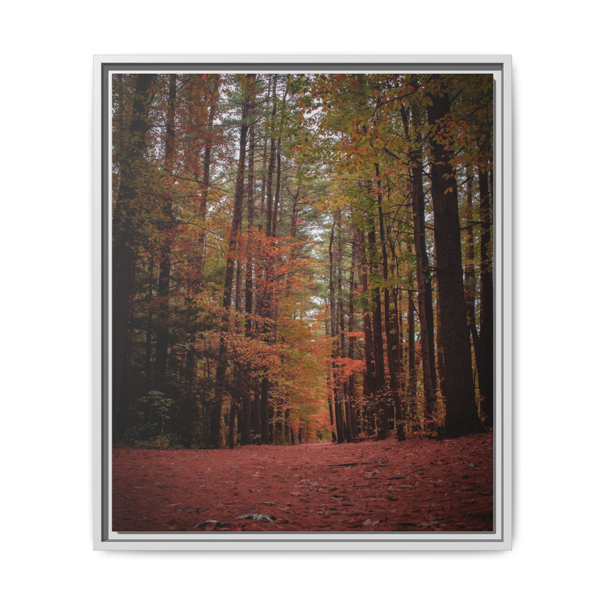 Autumn Forest Wall Art