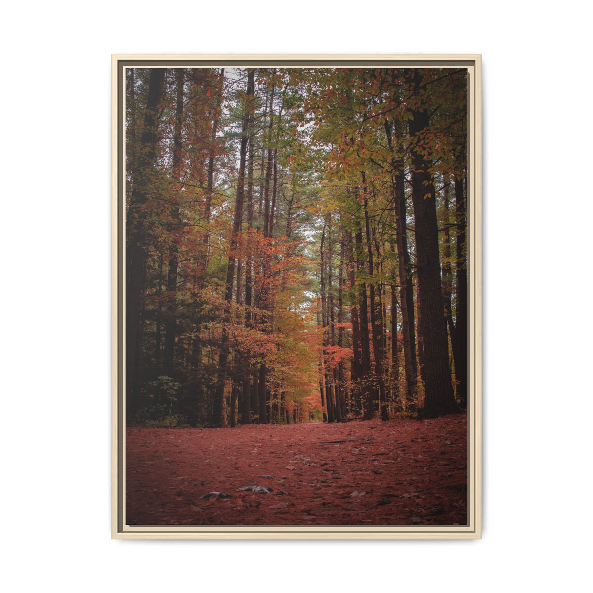 Autumn Forest Wall Art