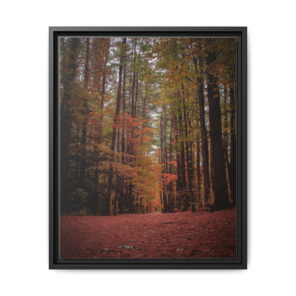 Autumn Forest Wall Art