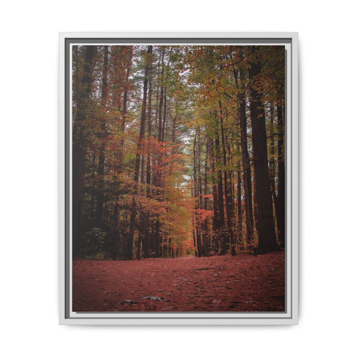Autumn Forest Wall Art