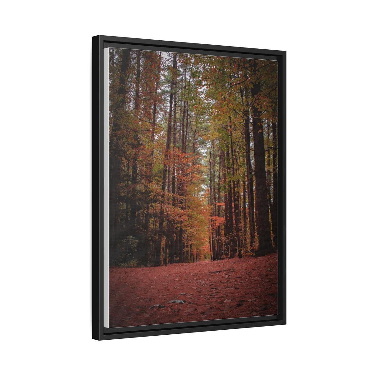 Autumn Forest Wall Art