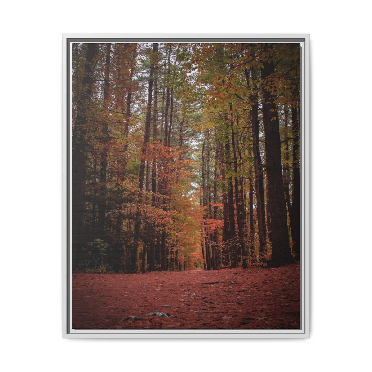 Autumn Forest Wall Art