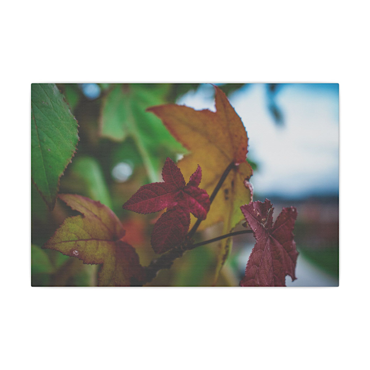 Collecting Colors- Matte Canvas Wall Art