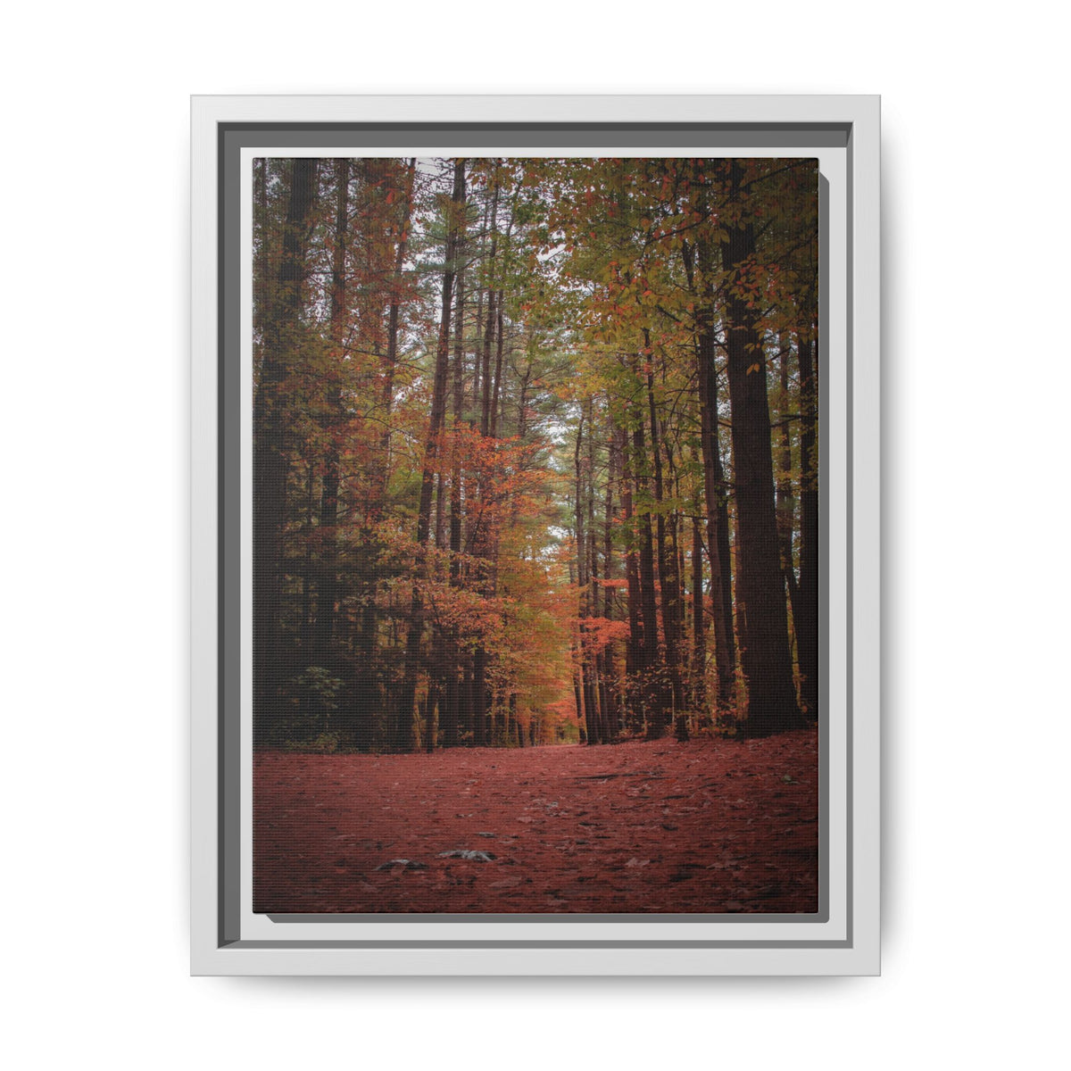 Autumn Forest Wall Art