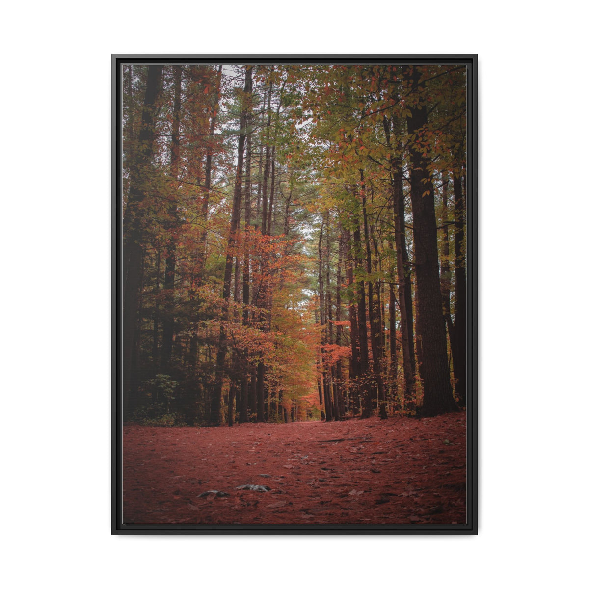 Autumn Forest Wall Art