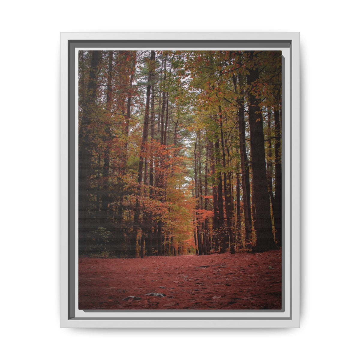 Autumn Forest Wall Art