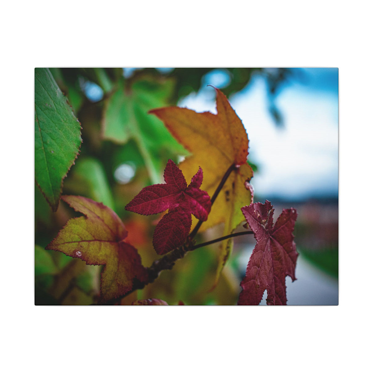 Collecting Colors- Matte Canvas Wall Art