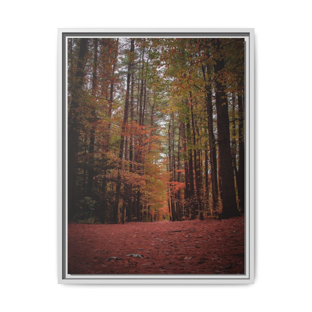Autumn Forest Wall Art