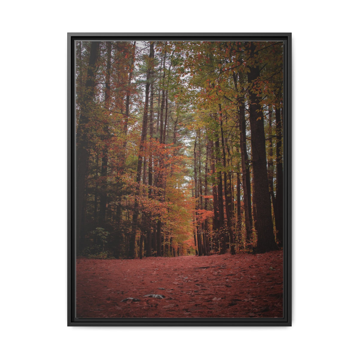 Autumn Forest Wall Art